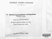 Hysterographium elongatum image